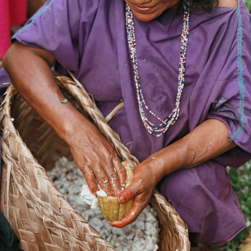 Cacao Vs Cocoa: Processing